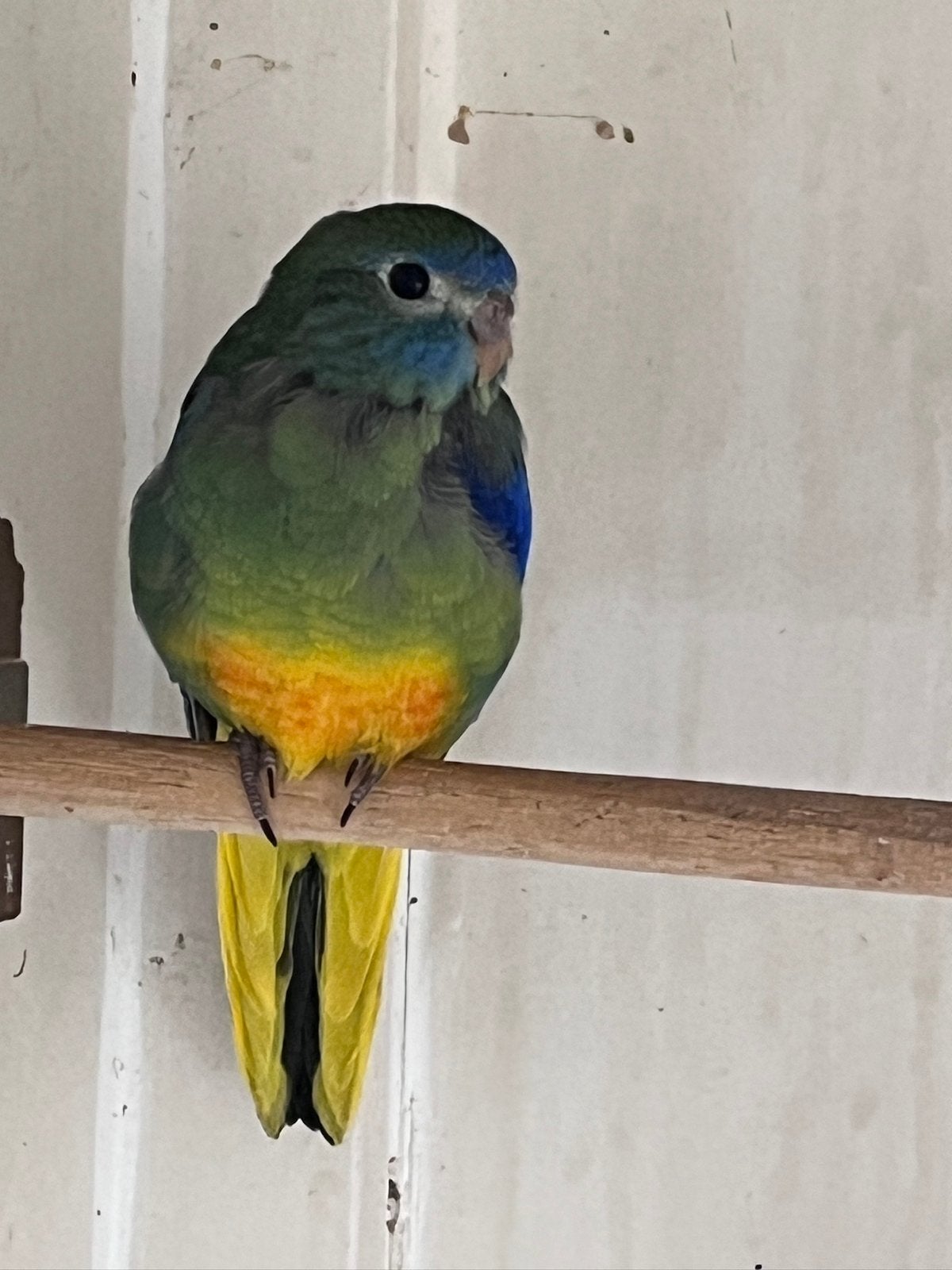 Jonge turquasine parkieten, Dieren en Toebehoren, Meerdere dieren, Parkiet