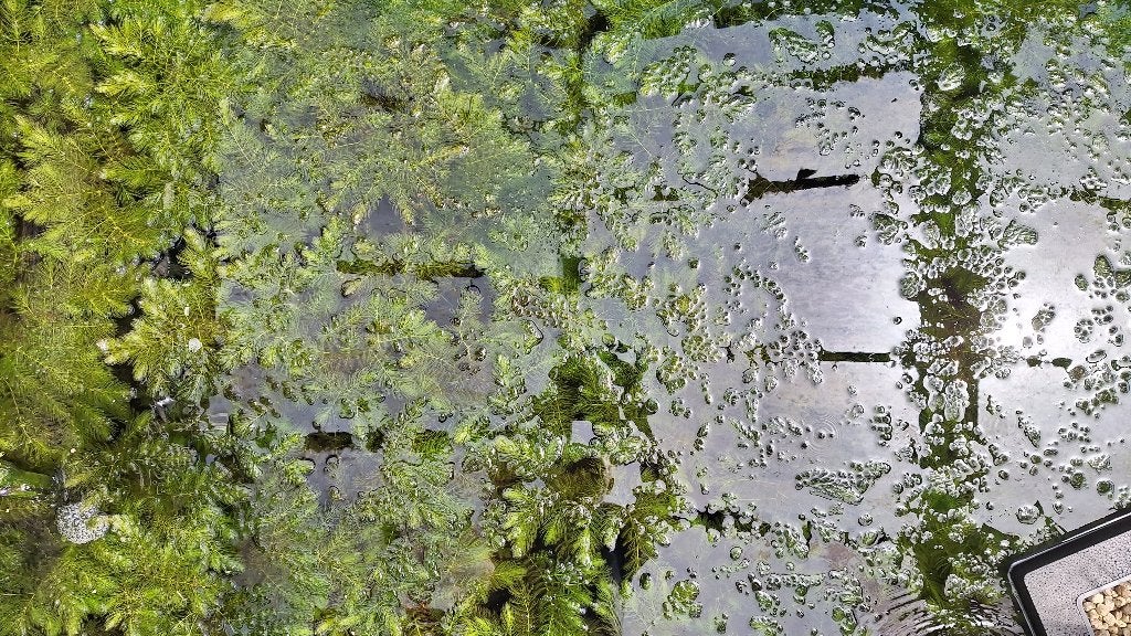 zuurstofplanten - hoornblad, Tuin en Terras, Vijver-toebehoren, Overige typen, Ophalen