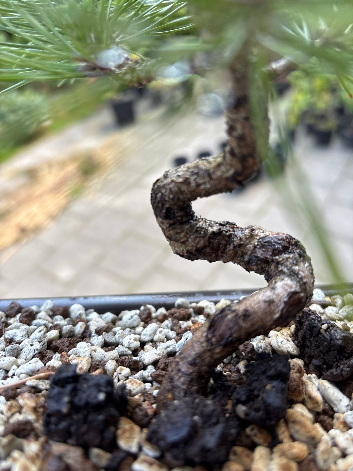 Japanse Zwarte Den Bonsai - Pinus Thunbergii, Tuin en Terras, Volle zon, Vaste plant, Bloeit niet, Ophalen
