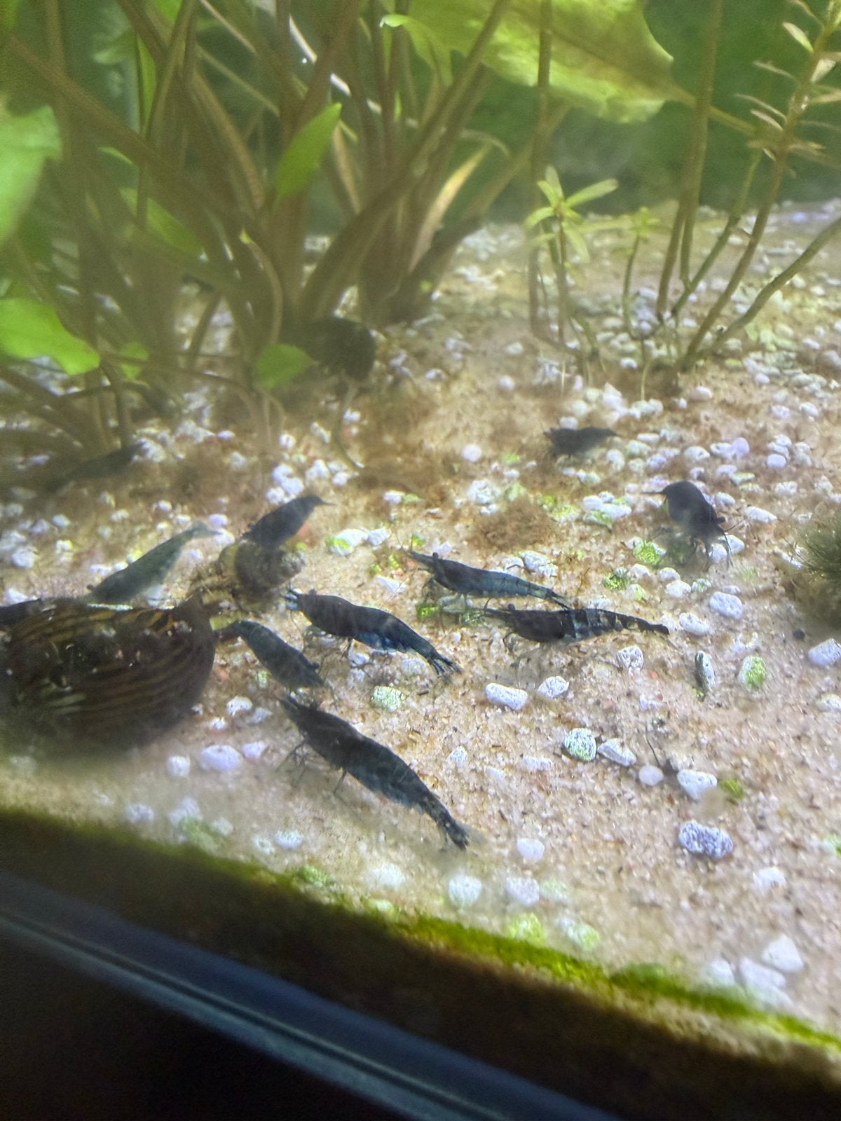 BlauwGarnaal, Kreeft, Krab of Garnaal