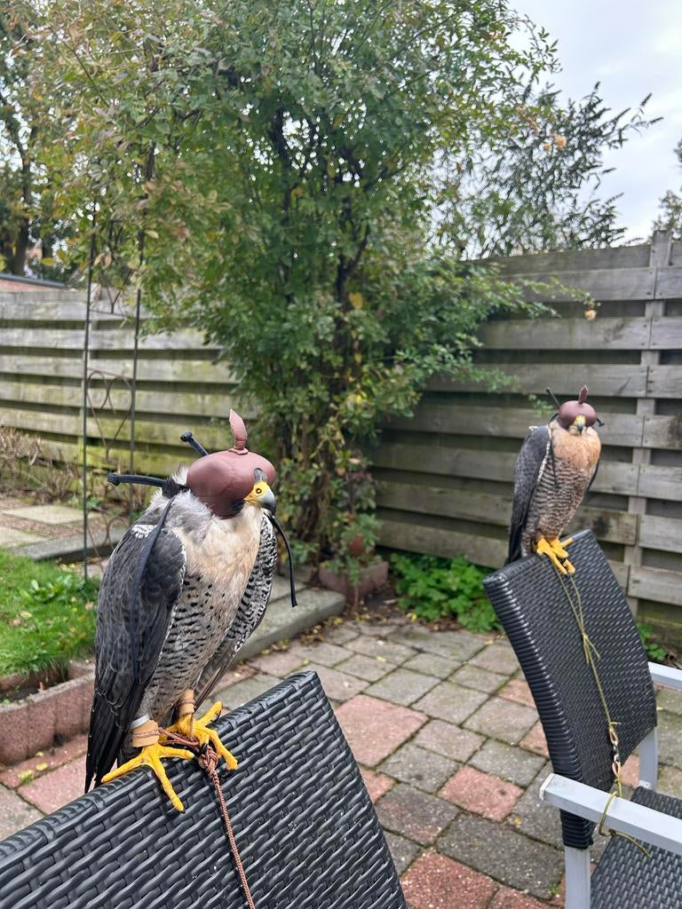 Koppel slechtvalken, Meerdere dieren