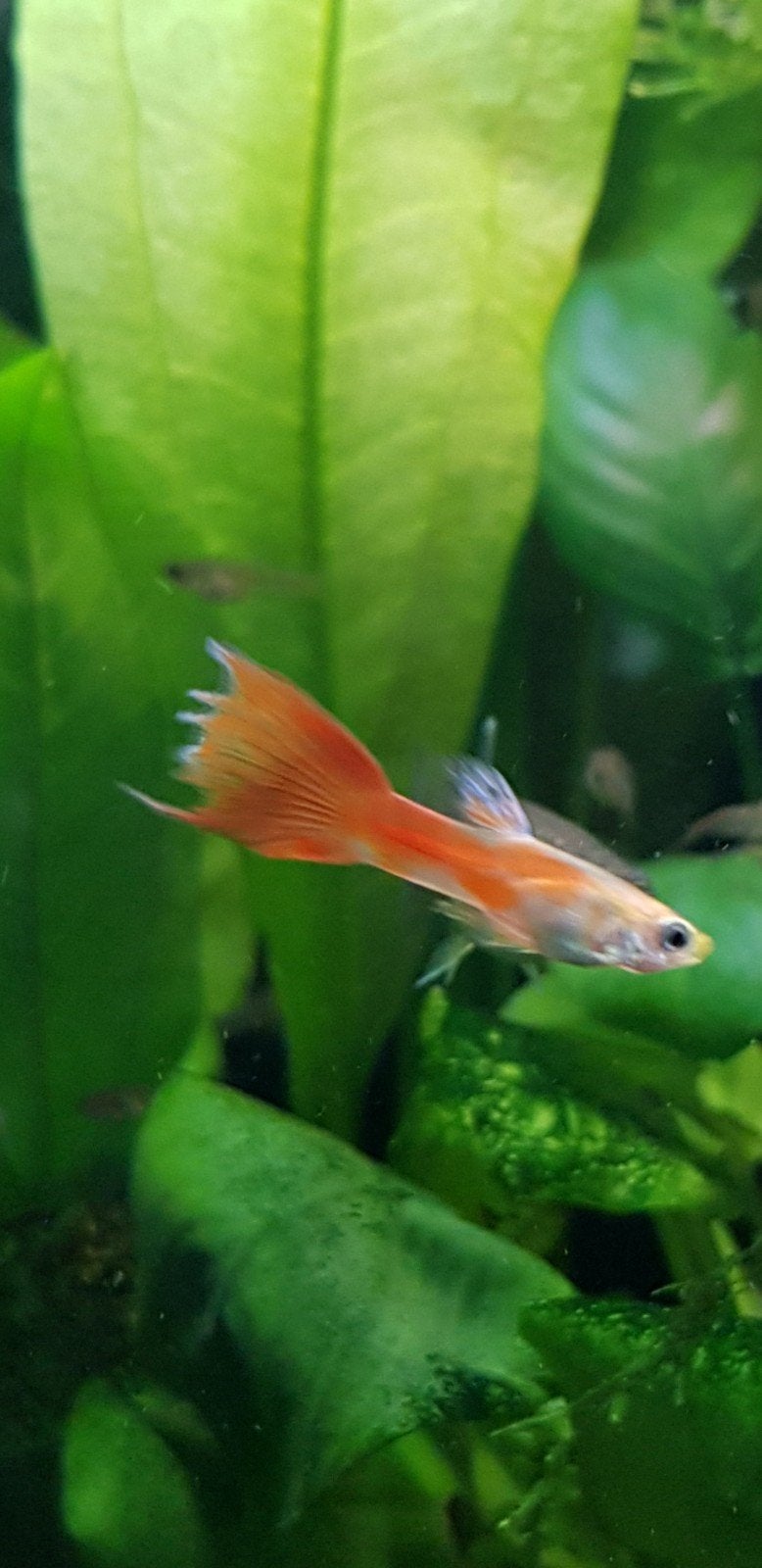 Endler en gemixte guppies 50 eurocent per stuk of 15 voor 5, Dieren en Toebehoren