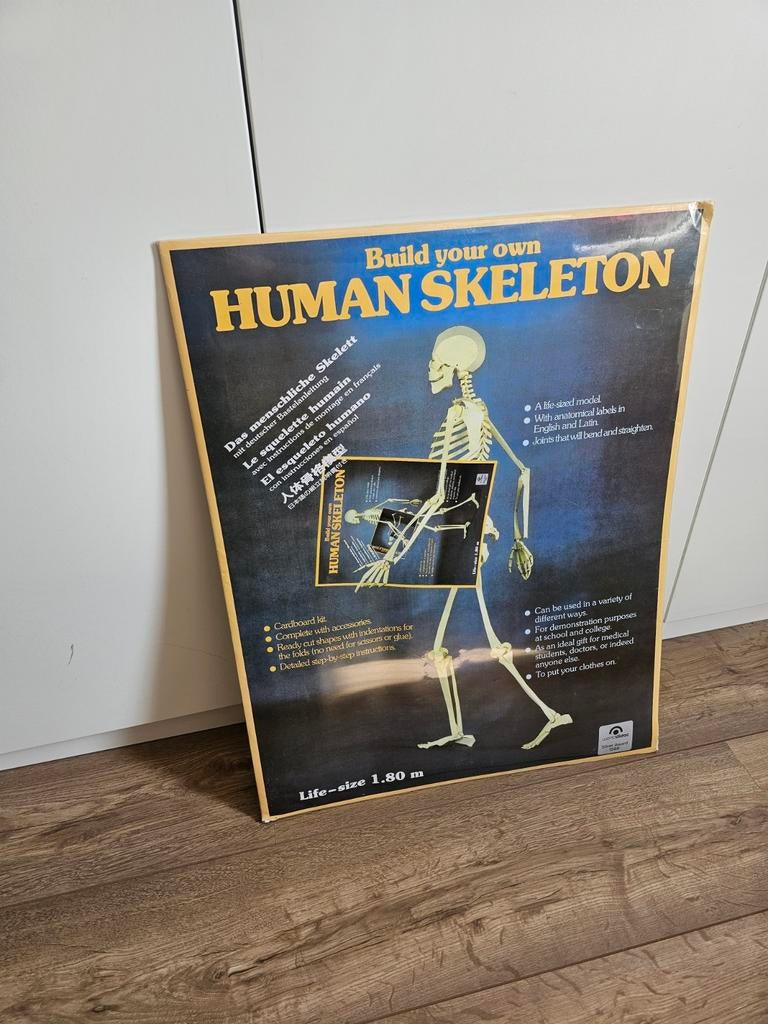 Bouw je eigen menselijk skelet model - Levensgroot 1.80m, Ophalen of Verzenden, Nieuw, Groter dan 1:32, Overige merken