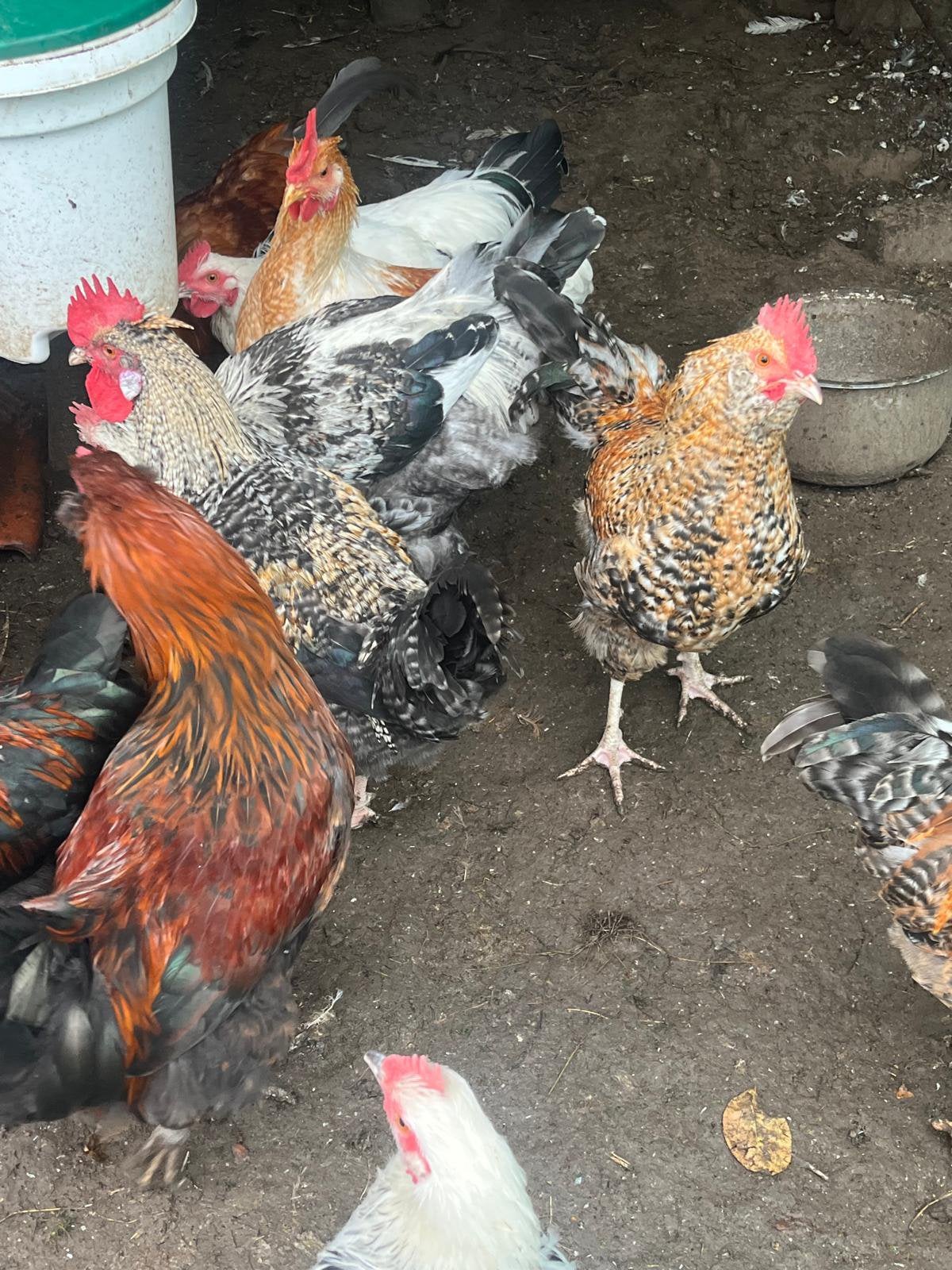 Verkrijgbaar; hanen voor fok of tafel, Dieren en Toebehoren, Mannelijk, Kip