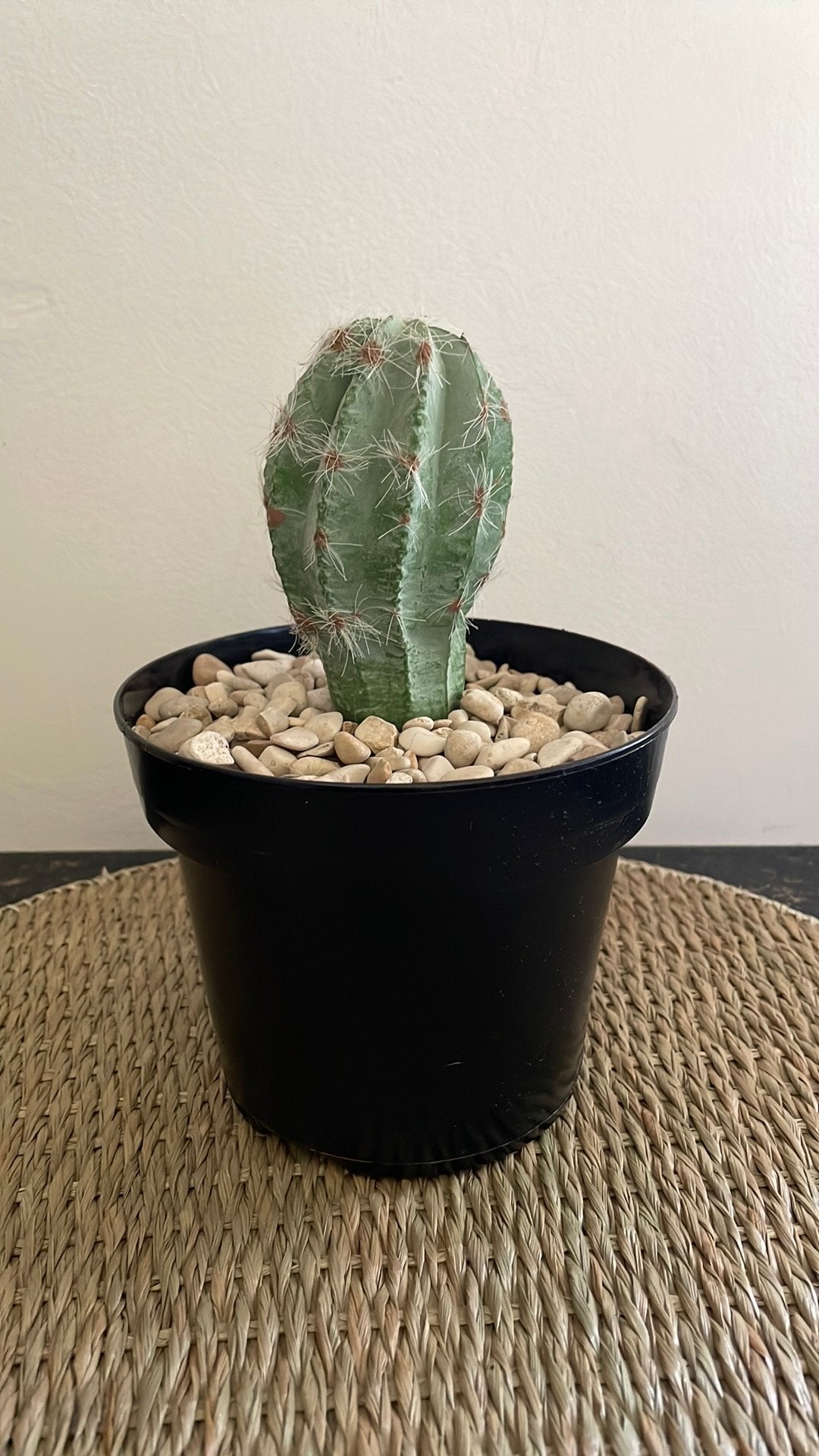 Kunst cactus, kunst bloem, Ophalen of Verzenden