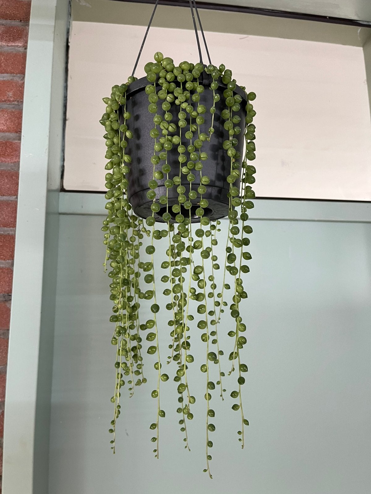 Senecio Rowleyanus, Huis en Inrichting, Ophalen of Verzenden, Halfschaduw, Minder dan 100 cm