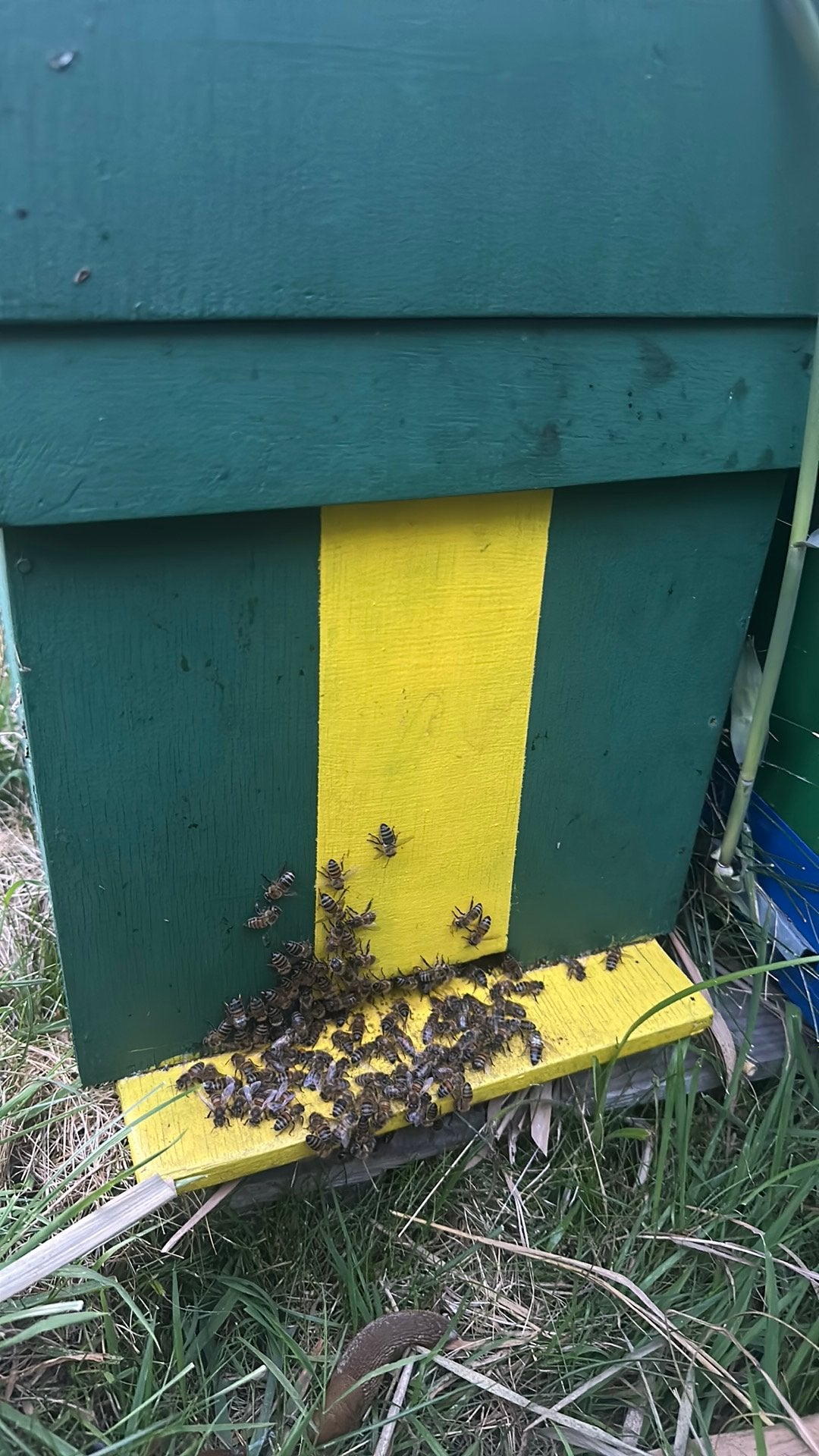 Bijen., Dieren en Toebehoren, Ophalen, Zo goed als nieuw, Drinken en Voederen