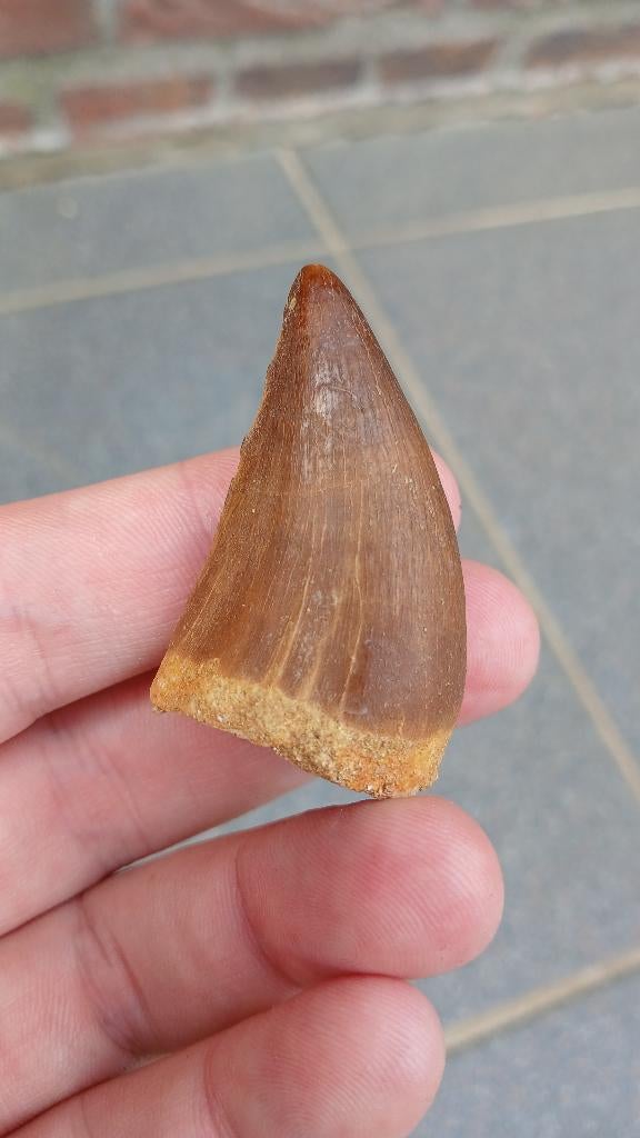 Mooie Mosasaurus tand uit Marokko dinosaurus fossiel, Ophalen of Verzenden, Fossiel