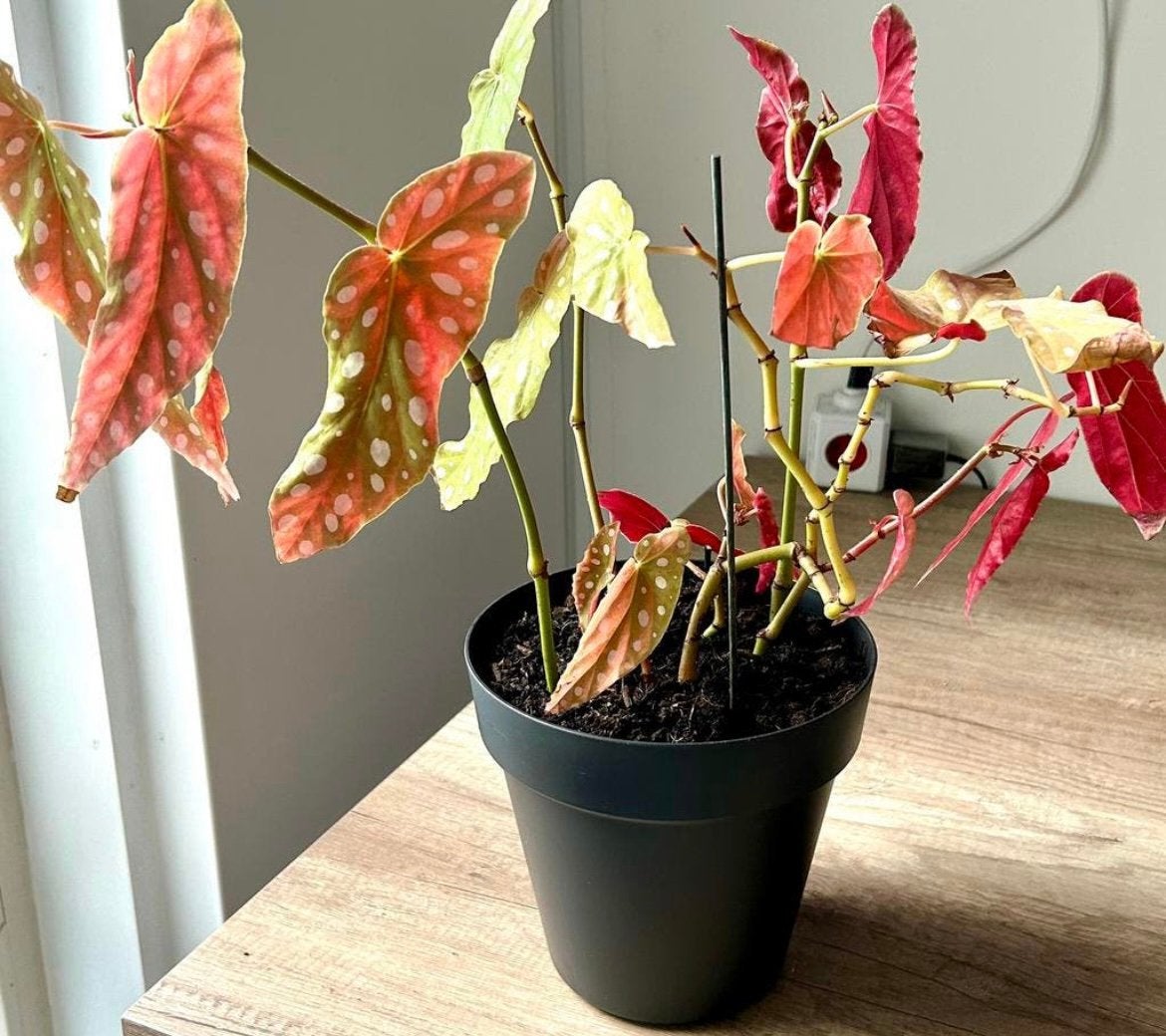 Geweldige ‘Stippen’ Begonia, Komt in pot, zie info en foto’s, Ophalen, Overige soorten, Halfschaduw, In pot
