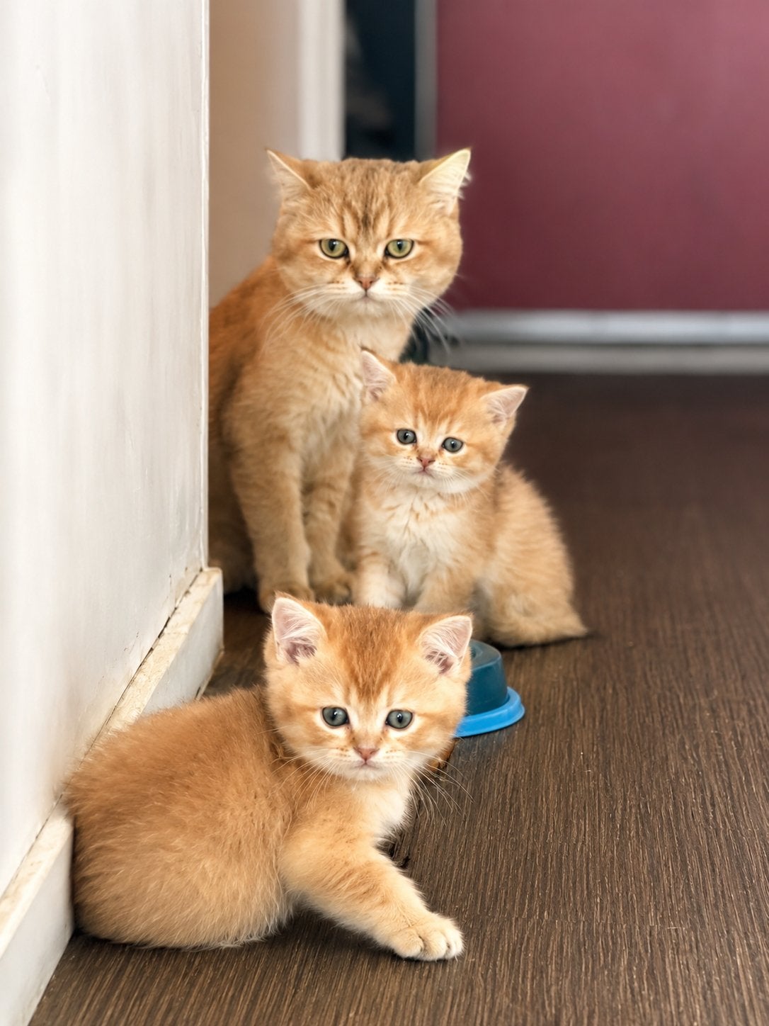 Brits korthaar, Dieren en Toebehoren, Katten en Kittens | Overige Katten, Kater