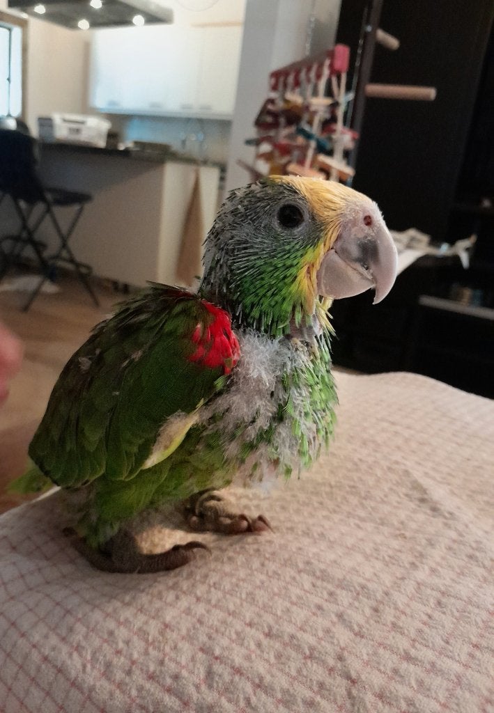Schattige baby dubbele geelkop amazone oratrix, Dieren en Toebehoren, Vogels | Parkieten en Papegaaien, Vrouwelijk, Papegaai, Pratend