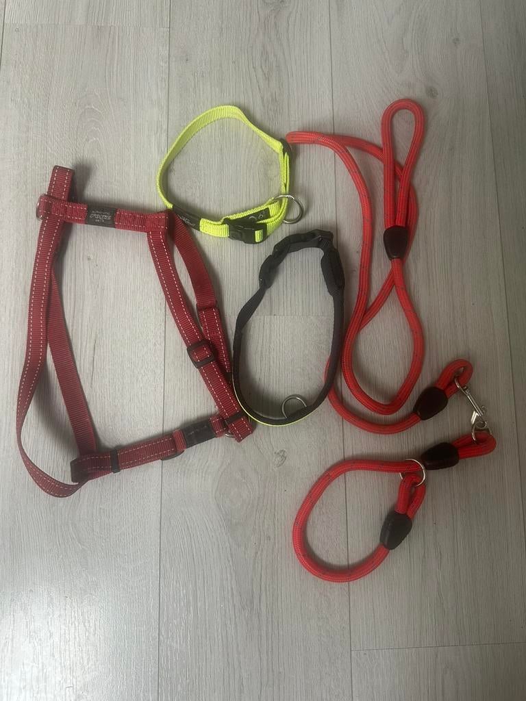 Honden riem, tuig en halsbanden, Ophalen of Verzenden, Gebruikt, Hondenriem