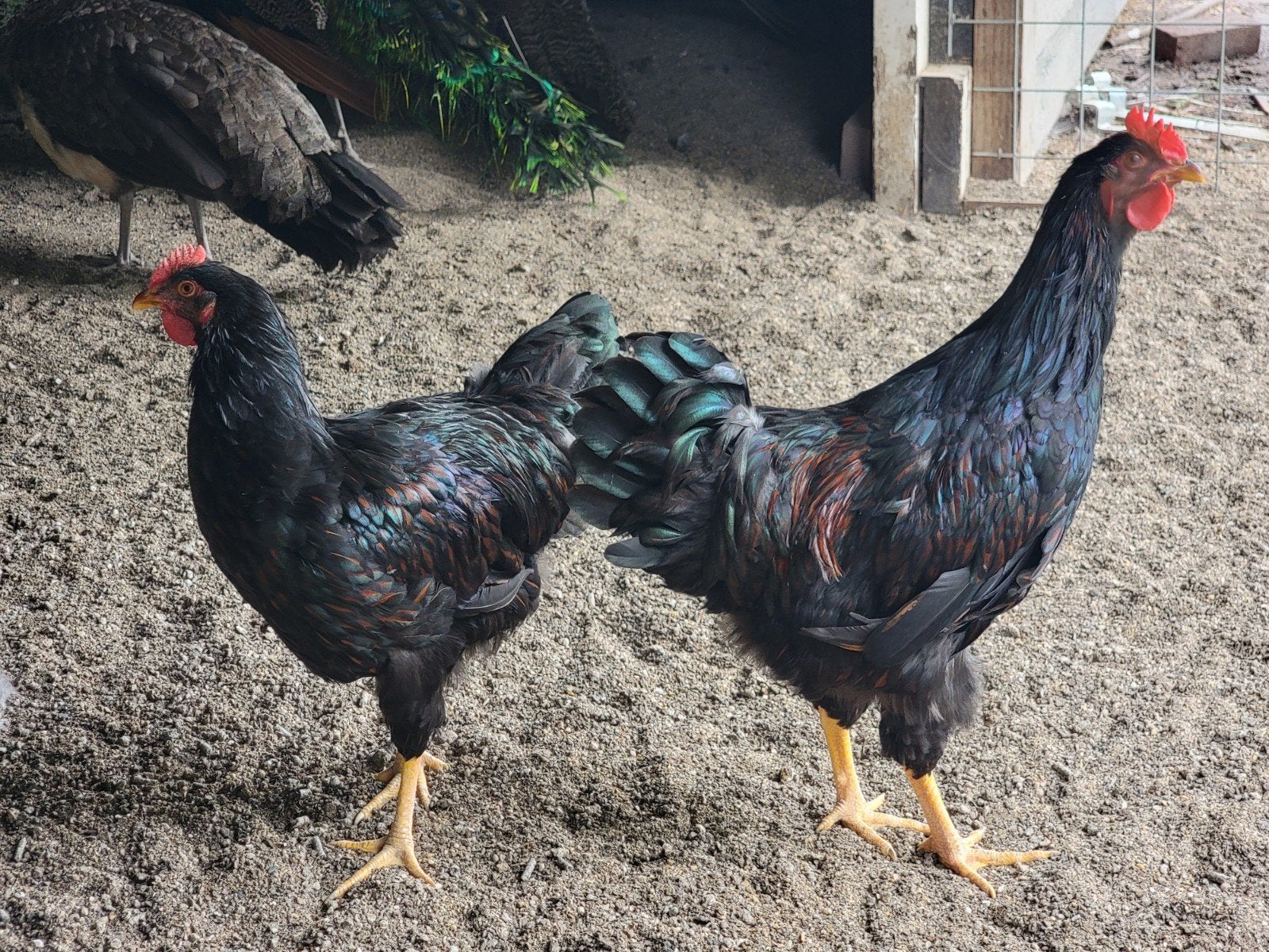 Hanen barnevelders dubbel gezoomd, Dieren en Toebehoren, Mannelijk, Kip