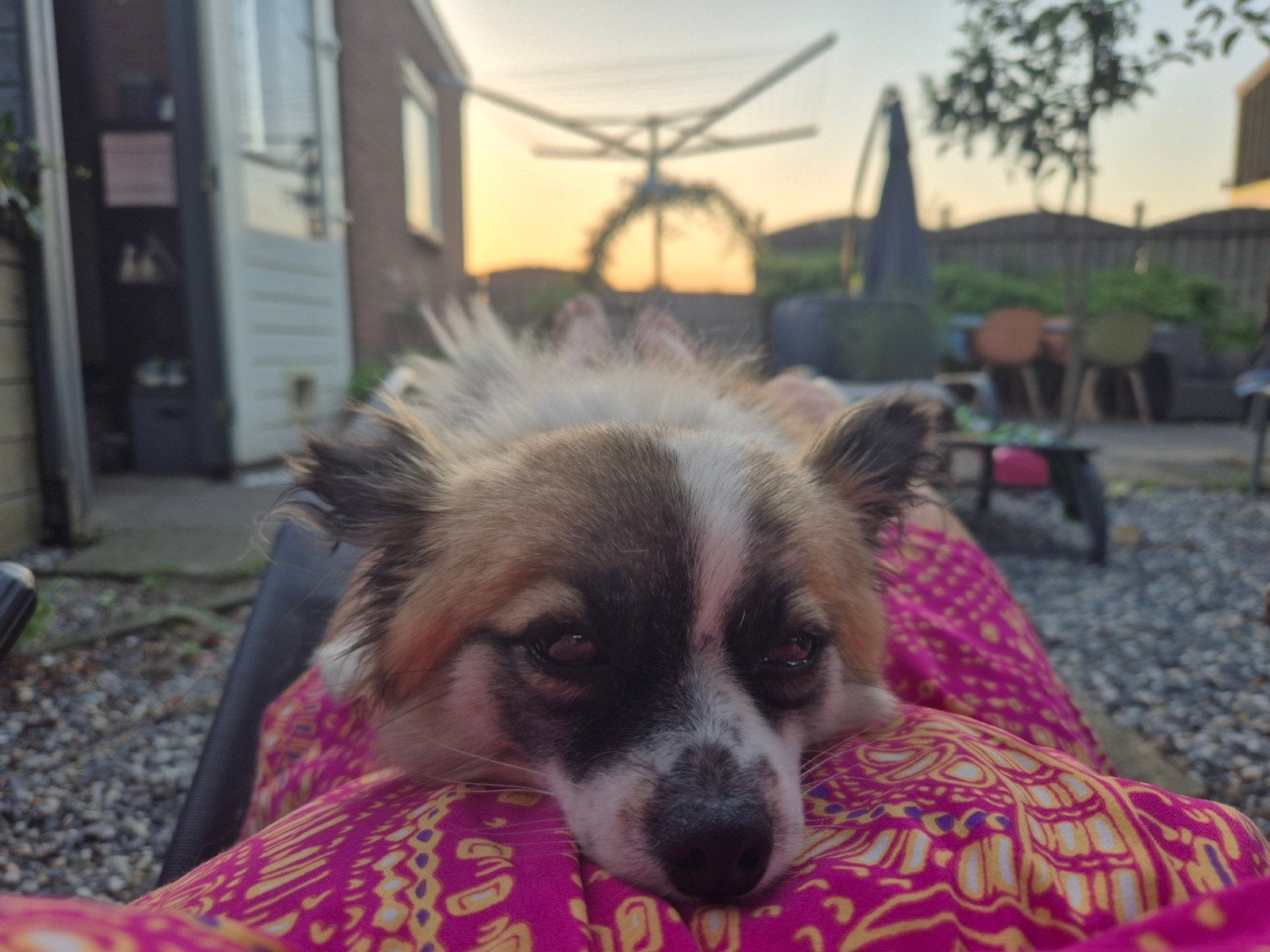 Lieve kleine Cloë is opzoek naar een gouden mandje, Dieren en Toebehoren, Honden | Niet-rashonden, 1 tot 2 jaar, Teef, Eén hond
