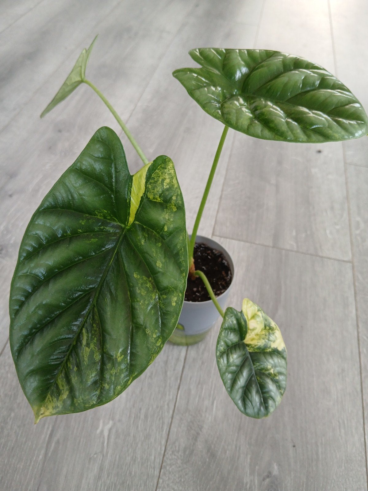 Alocasia Sinuata variegata, Ophalen of Verzenden, Halfschaduw, Minder dan 100 cm