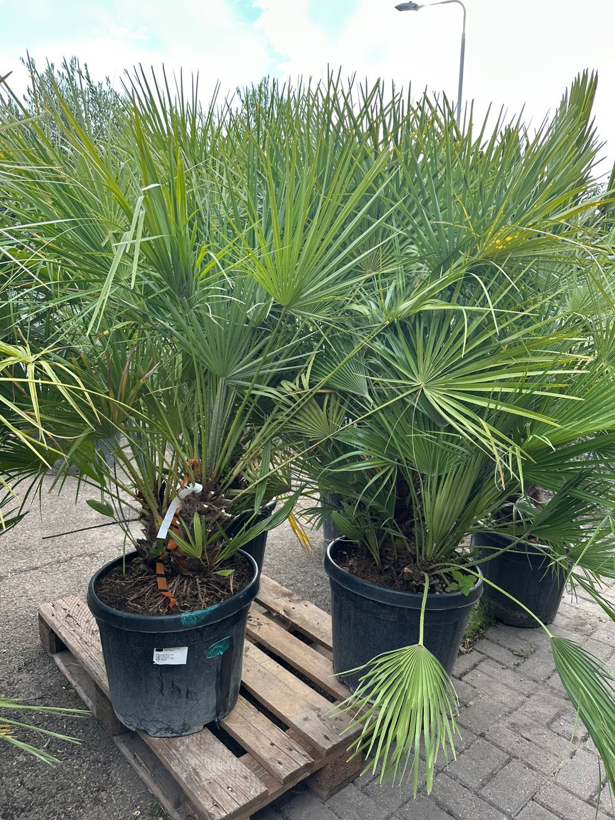 Chamearops humilis palmen dwergpalm, Tuin en Terras, Ophalen of Verzenden
