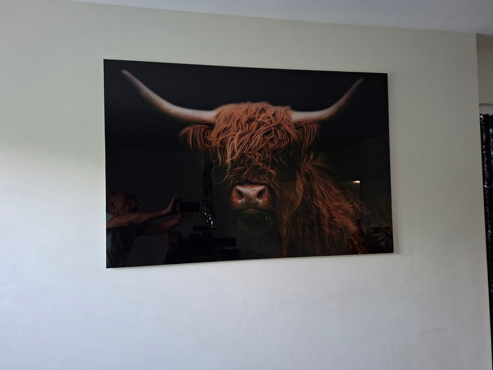 Glazen schilderij Schotse Hooglander 0.80x1.20, Ophalen, Gebruikt, 100 tot 125 cm, Schilderij