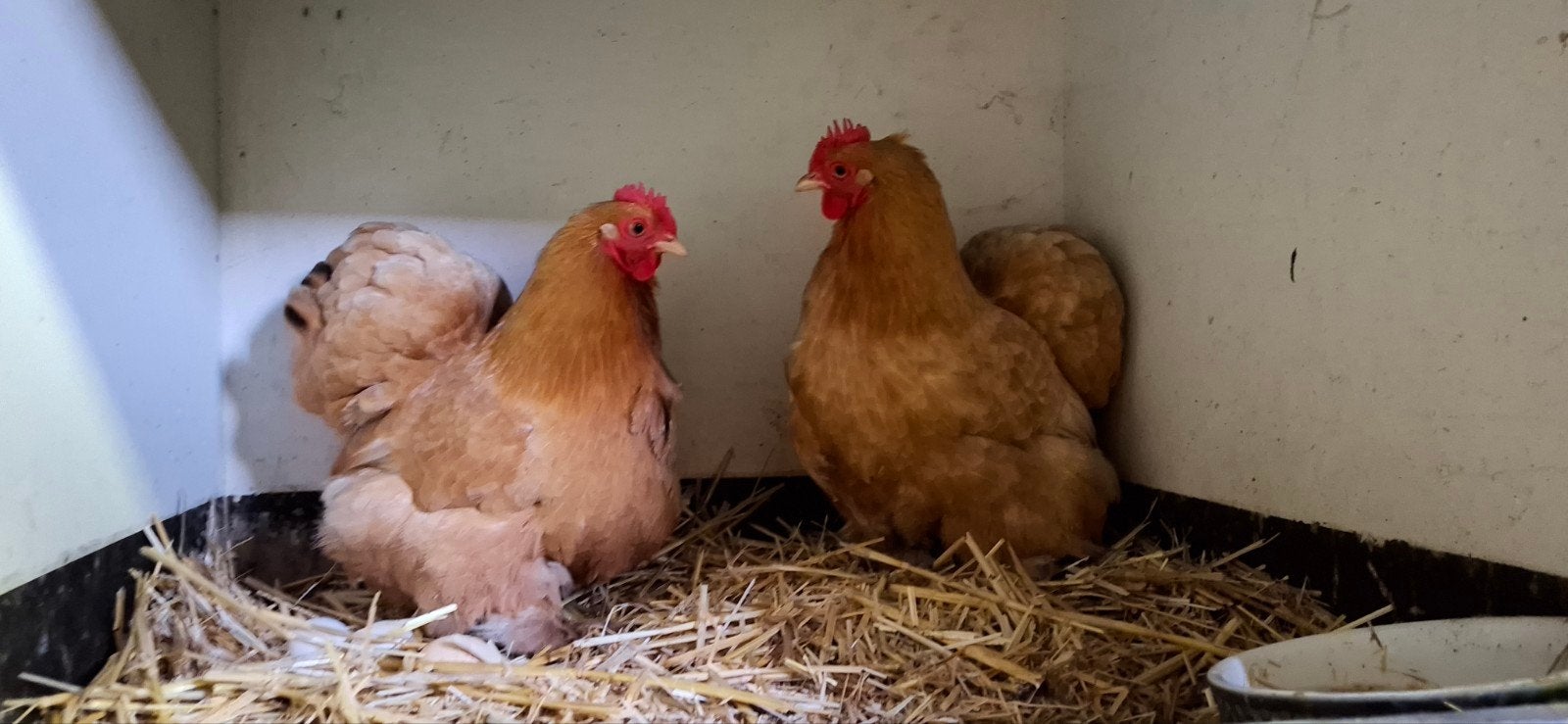 Cochin kriel kippen te koop, Dieren en Toebehoren, Pluimvee, Meerdere dieren, Kip