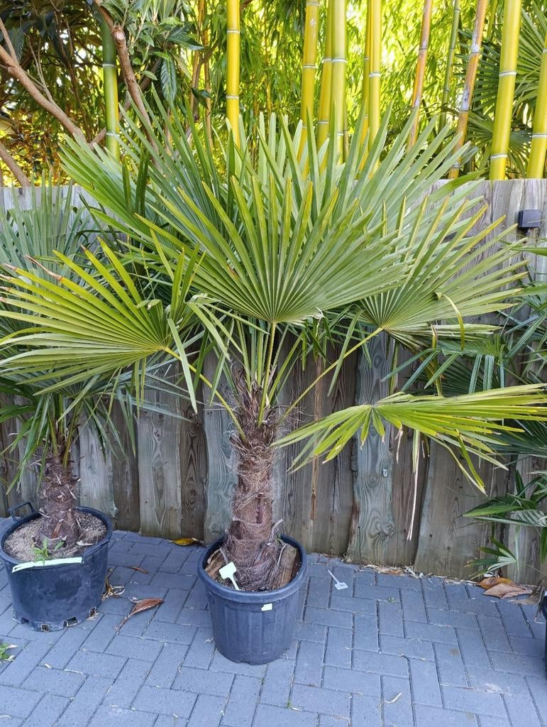 Trachycarpus fortunei winterharde palmboom, Ophalen, Gehele jaar, Volle zon