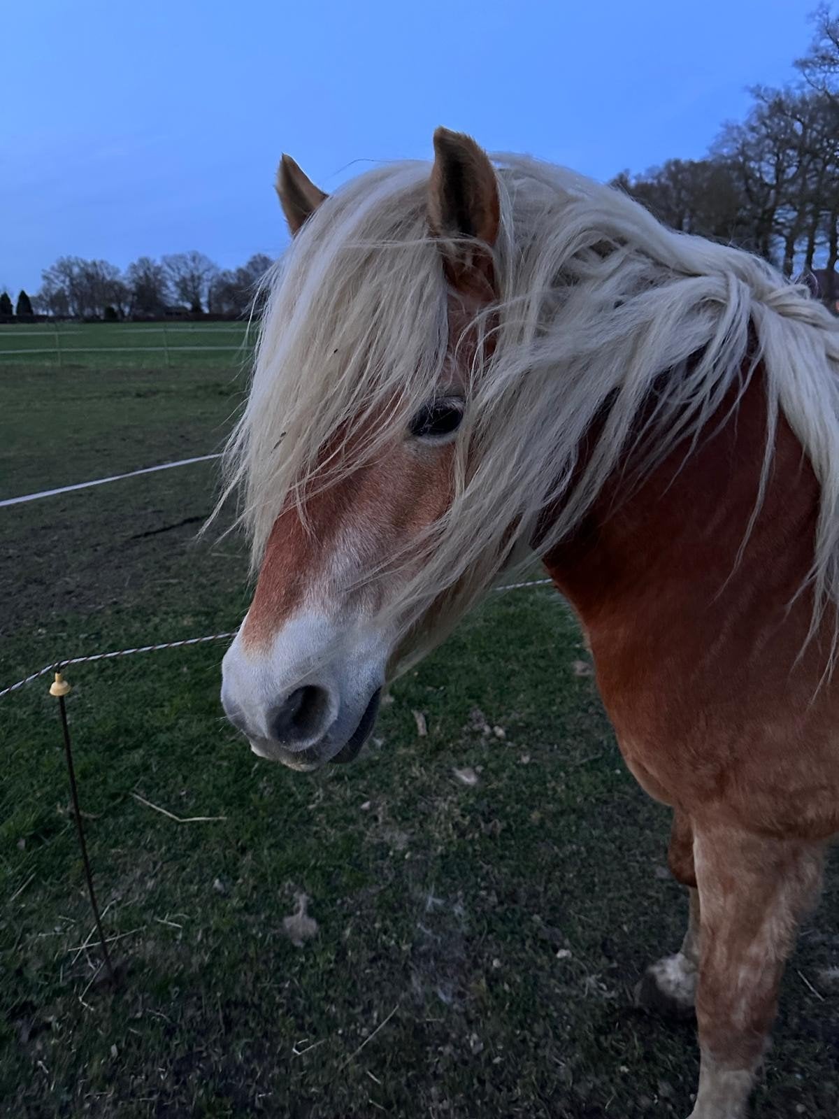 Gezocht een goede thuis voor Haflinger merrie van 17, Dieren en Toebehoren, Merrie, Recreatiepaard