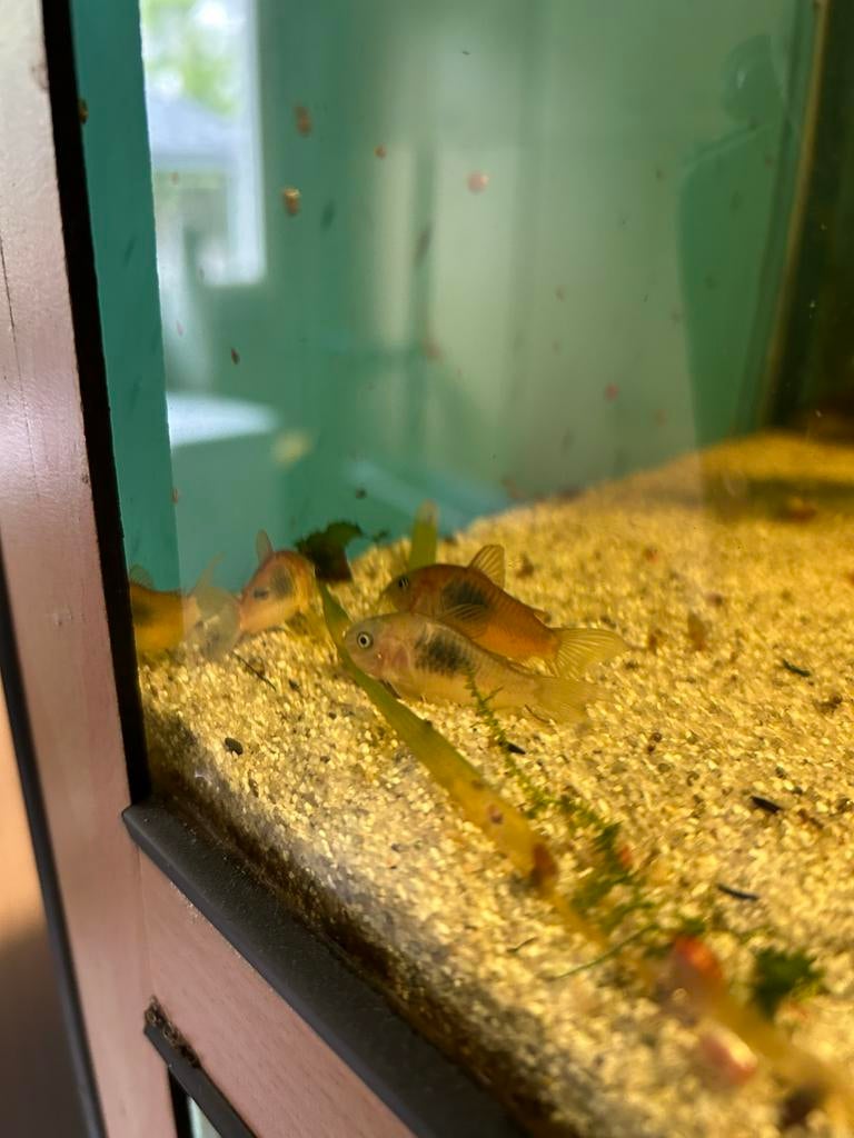 6 orange venezuela corydoras, Dieren en Toebehoren, Vis, Zoetwatervis, Schoolvis