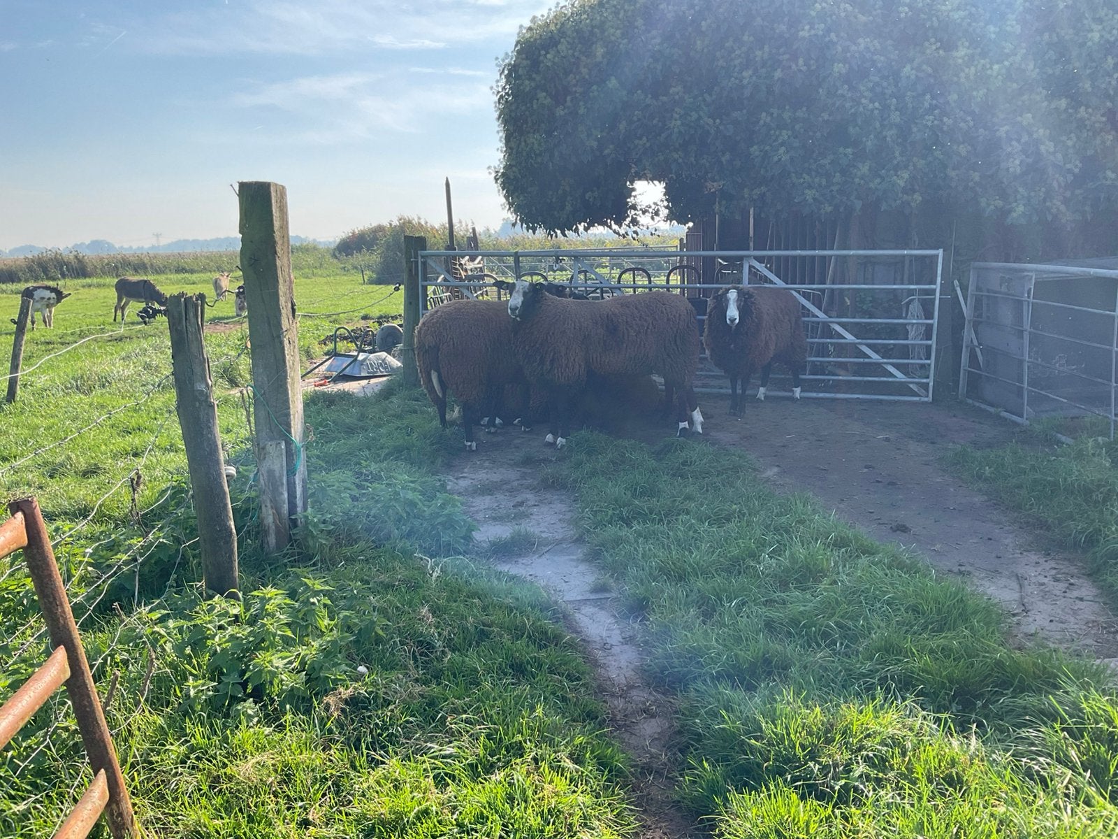 6 schapen, Dieren en Toebehoren, Mannelijk, Schaap, 0 tot 2 jaar