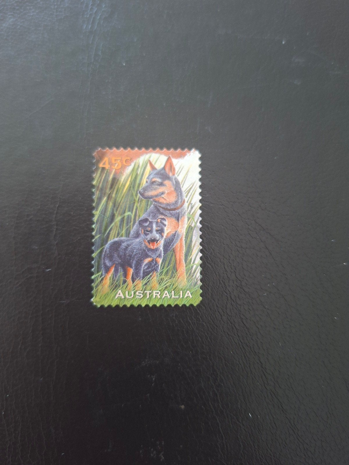 Honden.  Australië., Ophalen of Verzenden, Dier of Natuur