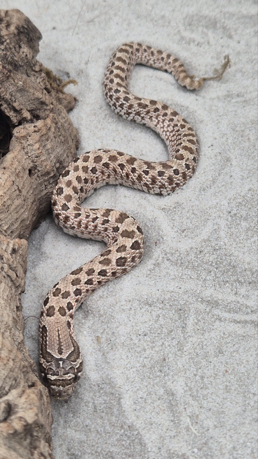 Haakneusslang het maitai Hognose Snake photo 4