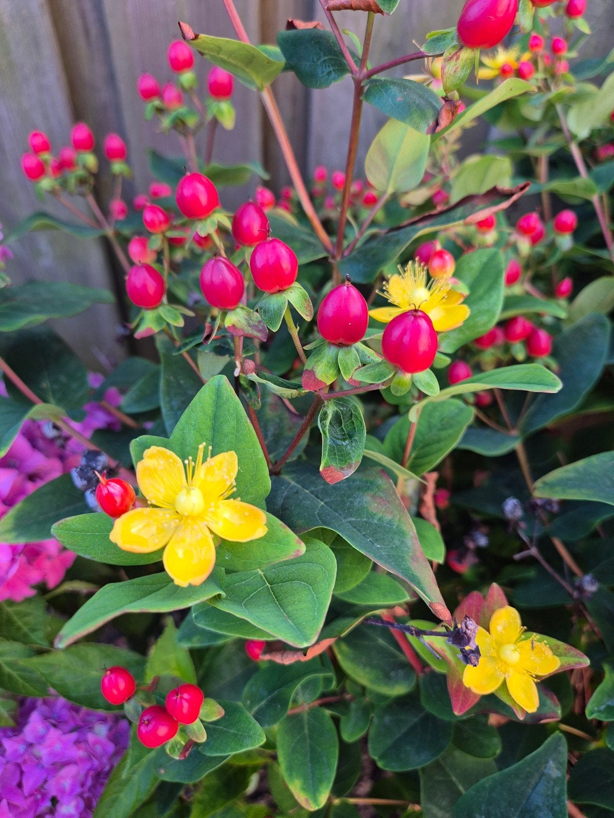 Hypericum inodorum (Koraalhertshooi), Tuin en Terras, Planten | Tuinplanten, Ophalen