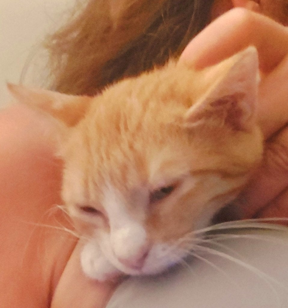 2 zeer lieve knuffel kittens ingeent/chip/ontwormd/ 3,5mnd, Meerdere dieren, Kortharig, 0 tot 2 jaar