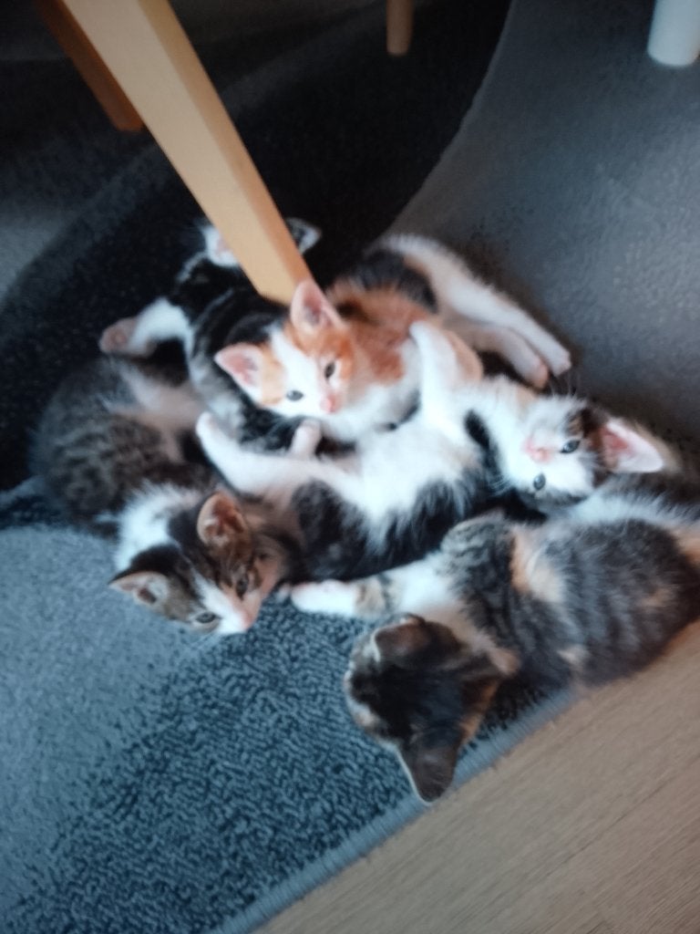 Kittens tekoop ze mogen weg ze zijn 7 weken, Meerdere dieren, Kortharig, 0 tot 2 jaar