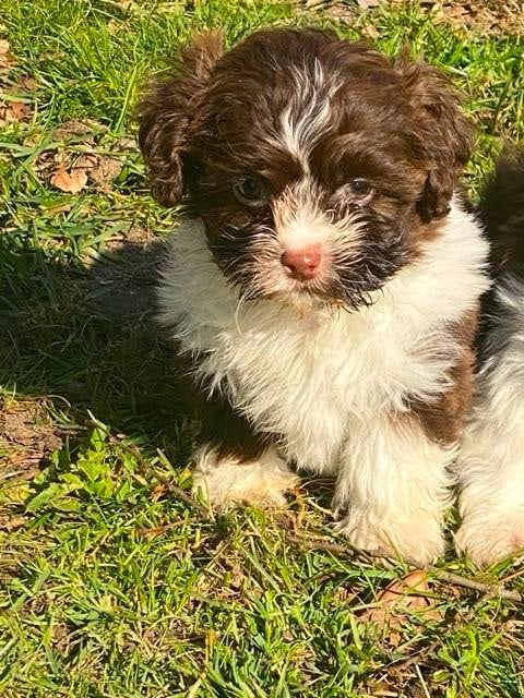 Te koop leuke Boomer pups, Parvo, Nederland, 8 tot 15 weken, Meerdere