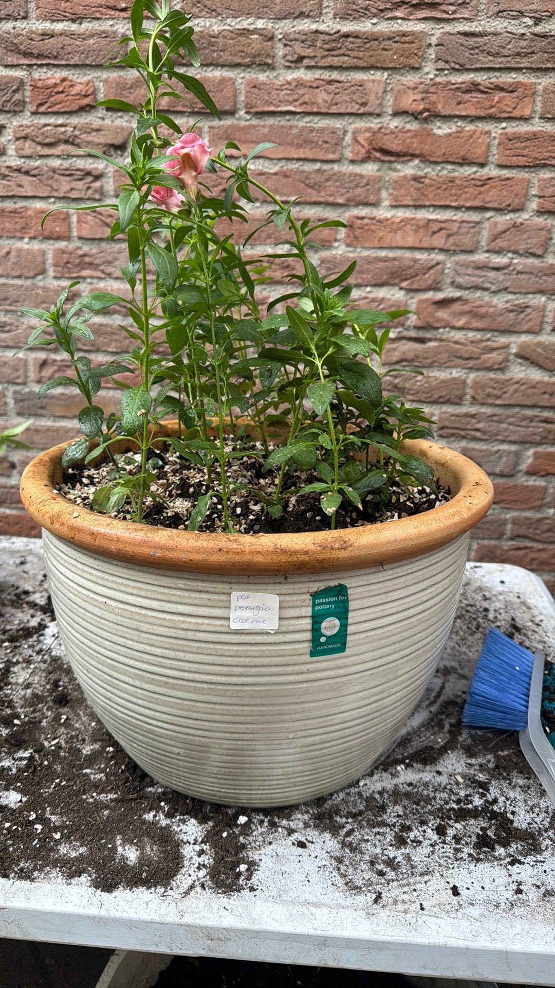 Pot perugia creme gevuld met leeuwenbekjes, Ophalen, Steen, Minder dan 30 cm, Rond