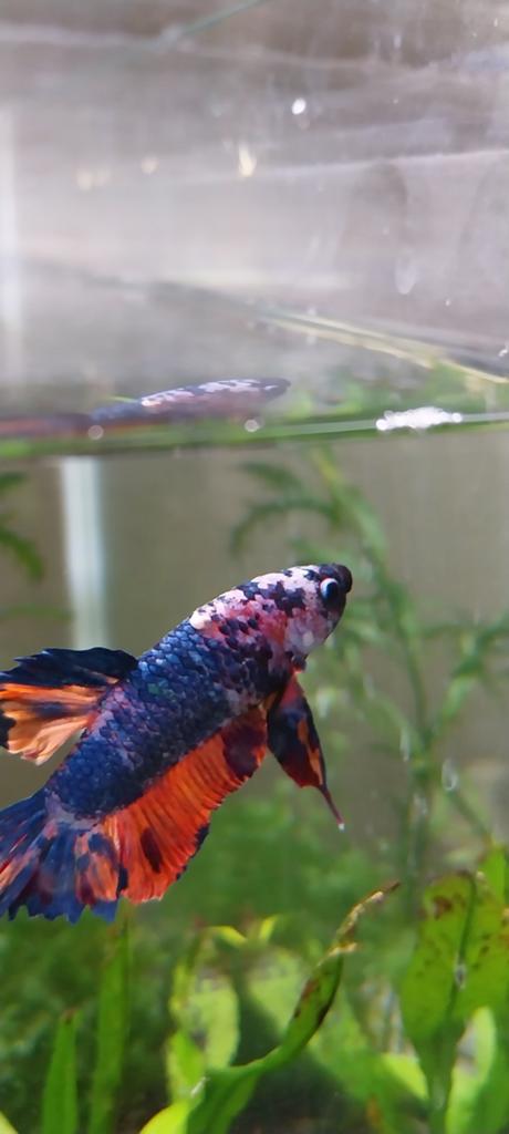Galaxy marble koi male betta, Dieren en Toebehoren, Vissen | Aquariumvissen, Vis, Zoetwatervis
