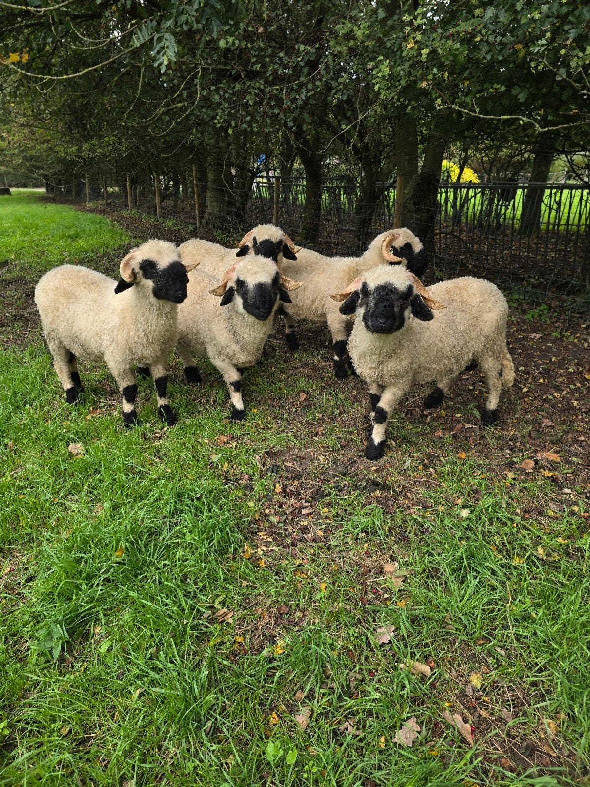 walliser schwarznase stamboek dubbel arr, Vrouwelijk, Schaap