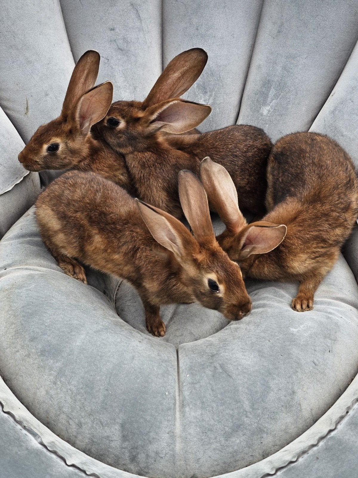 Belgische hazen te koop., Dieren en Toebehoren, Meerdere dieren, Groot