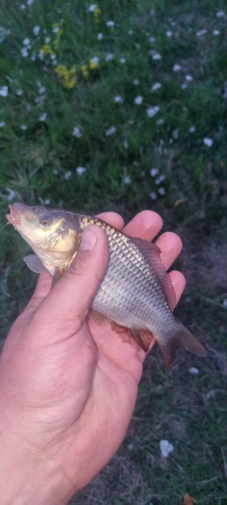 Schub karpers 10/20 cm, Dieren en Toebehoren, Vissen | Vijvervissen, Karper of Koi