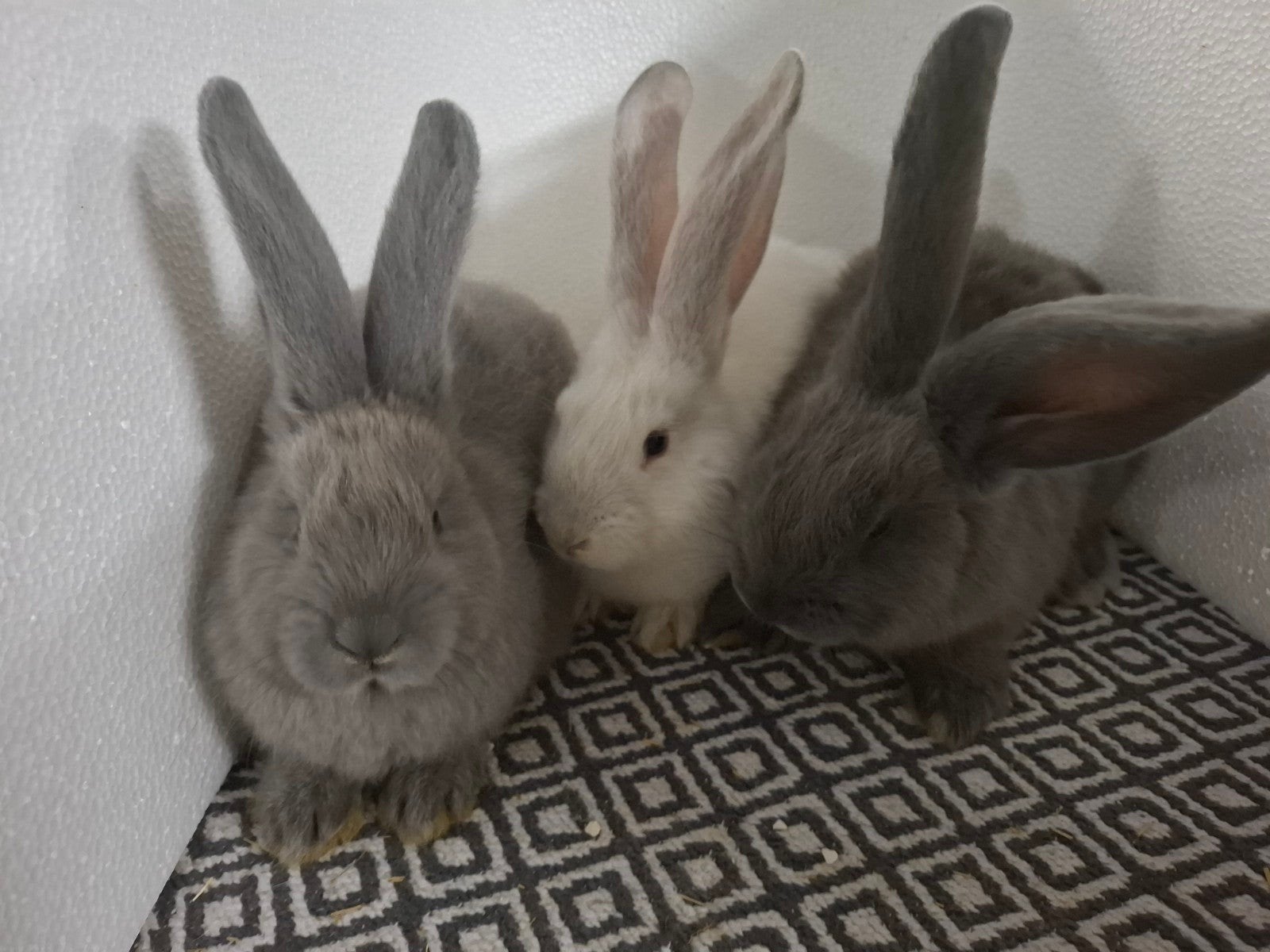 Duitse reus lief karakter groot koijnen soort, Mannelijk, Groot, 0 tot 2 jaar
