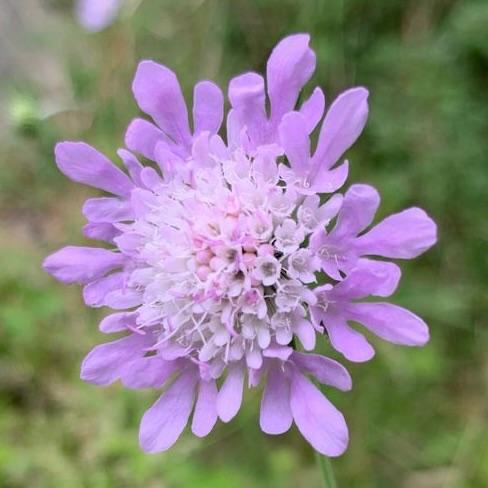 Zaden duifkruid (Scabiosa columbaria) - NOG 1 ZAKJE!, Ophalen of Verzenden, Voorjaar, Volle zon, Zaad