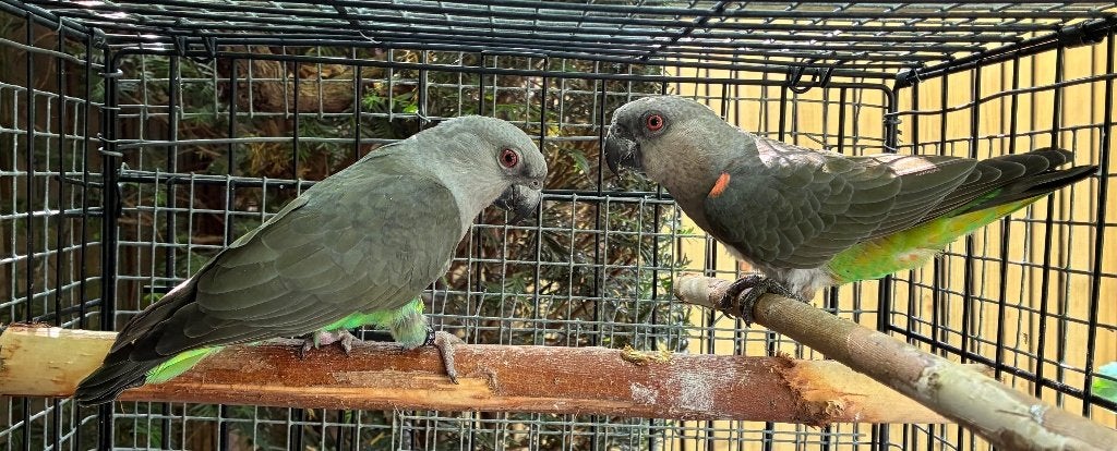 1-1 Roodbuik papegaai 2019 [Poicephalus Rufiventris], Meerdere dieren, Papegaai, Geringd