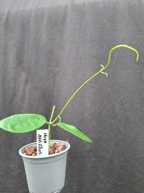 Hoya meliflua, Overige soorten, Minder dan 100 cm, Bloeiende kamerplant, Halfschaduw