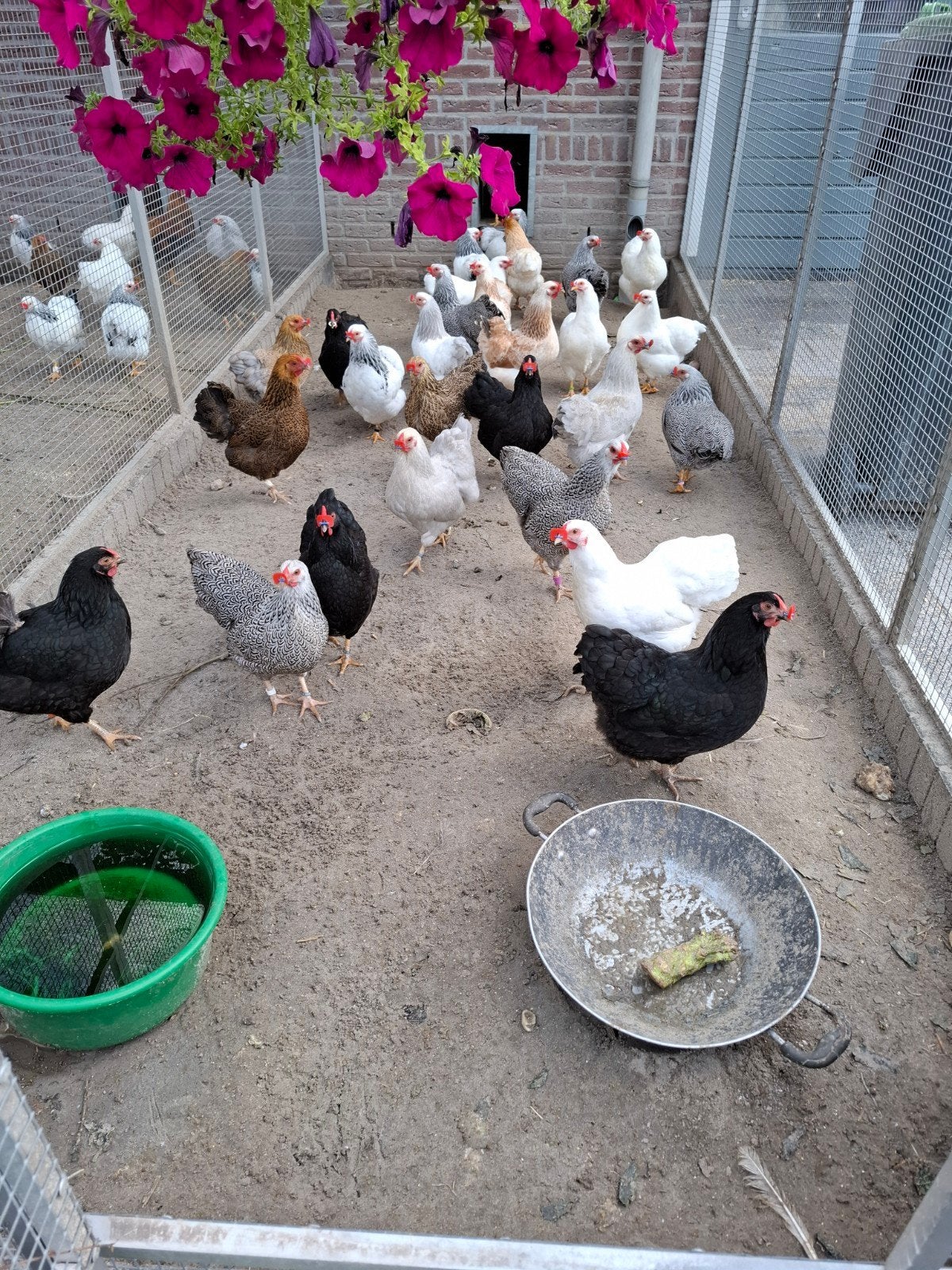 wyandotte kriel in diverse kleuren, Dieren en Toebehoren, Pluimvee, Meerdere dieren, Kip