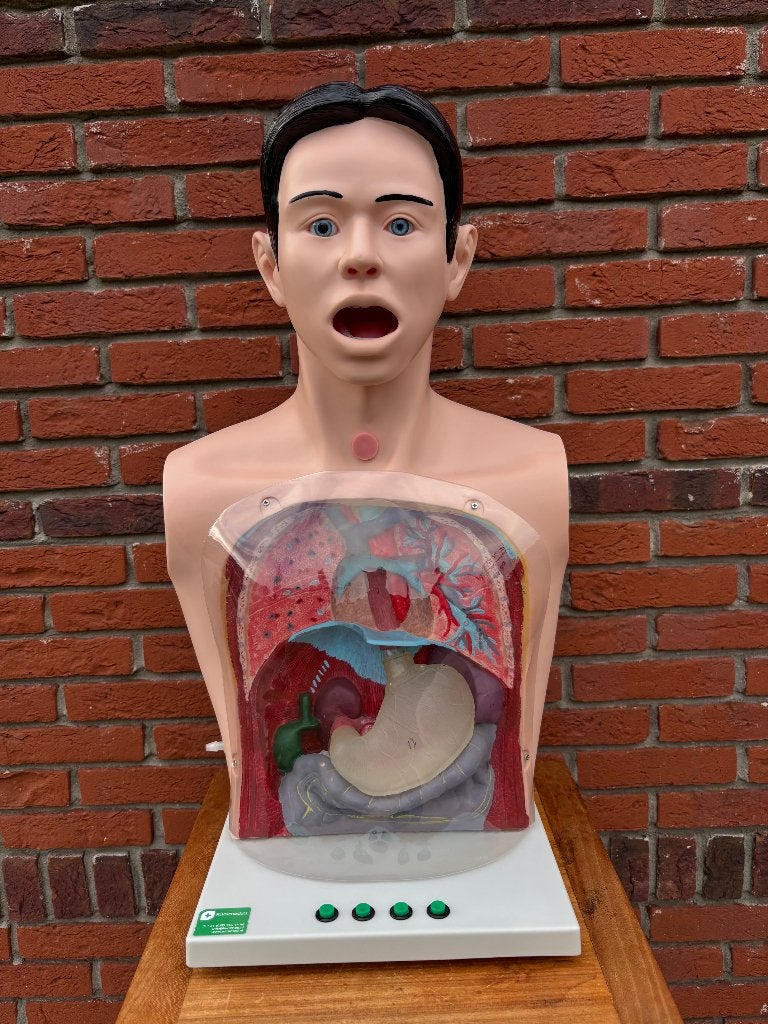 Menselijk anatomisch model., Ophalen of Verzenden, Gebruikt