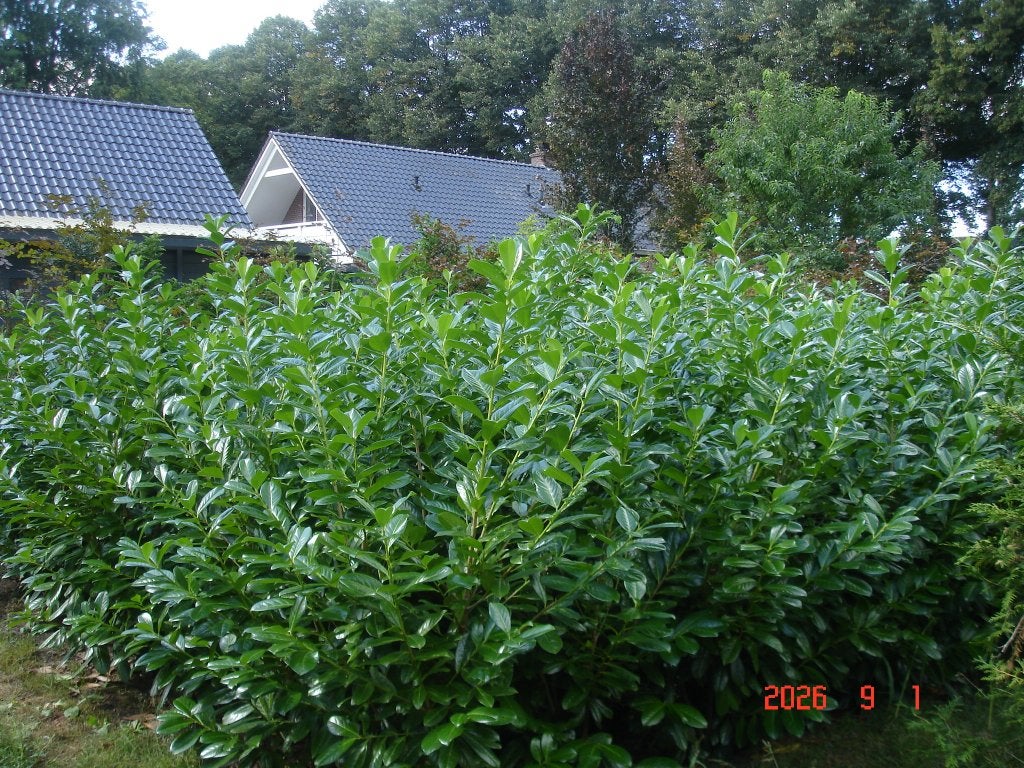 laurier, Ophalen, Laurier, Haag, 100 tot 250 cm