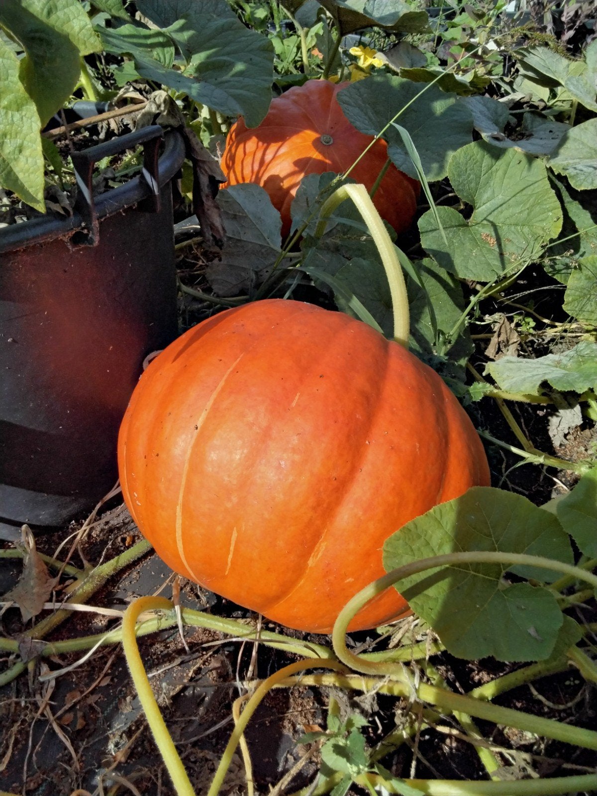 Verse Pompoenen - Ideaal voor Herfstgerechten en Decoratie, Tuin en Terras, Ophalen, Volle zon, Groenteplanten, Eenjarig