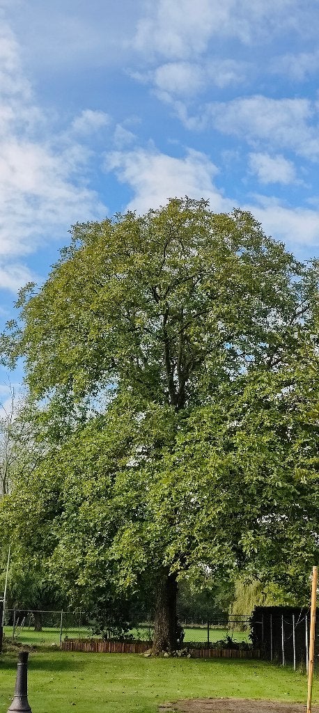 Walnoten, Diversen, Ophalen