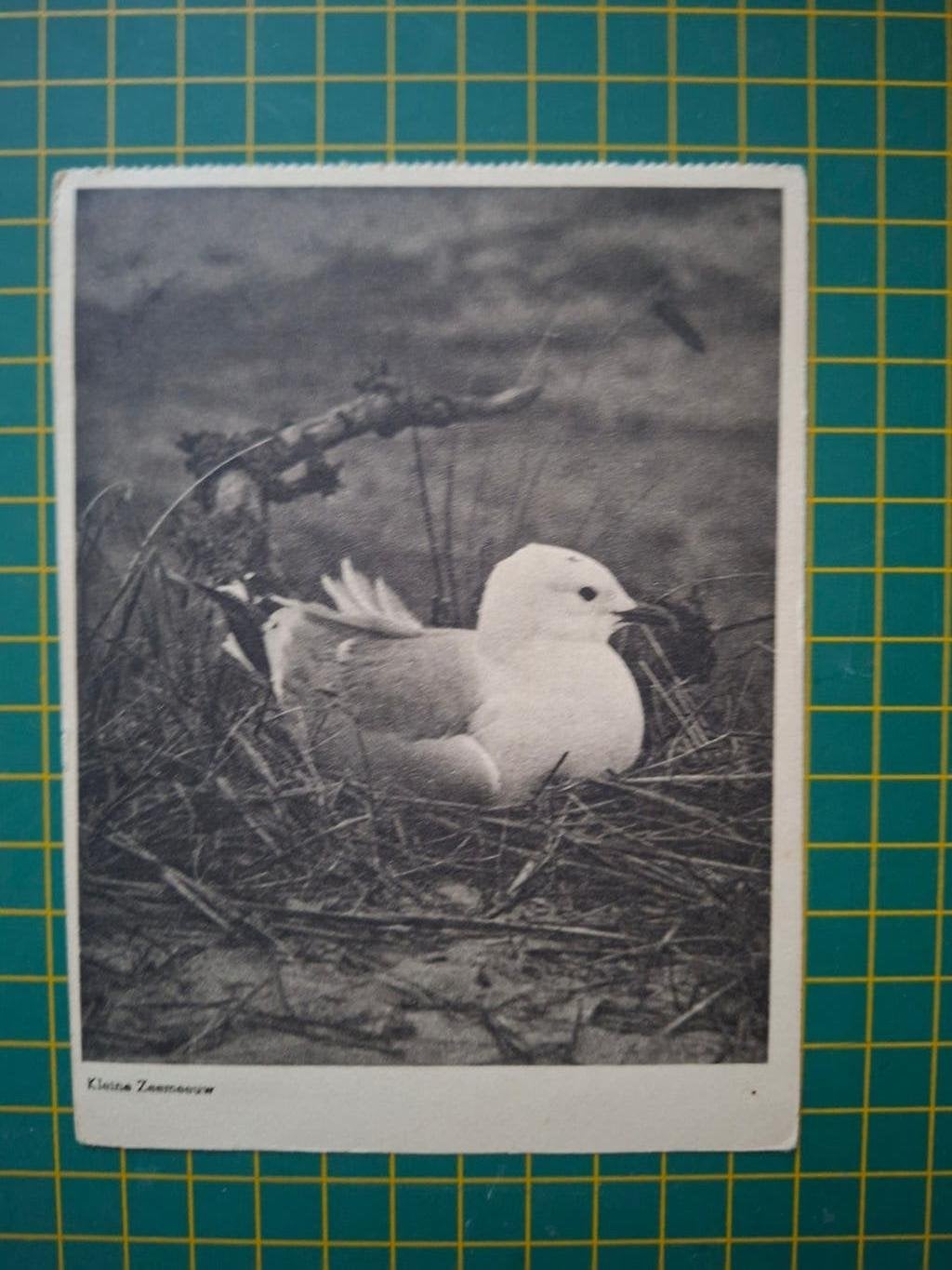 ansichtkaart, Kleine Zeemeeuw., Verzamelen, Ophalen of Verzenden, 1940 tot 1960, Gelopen, Vogel