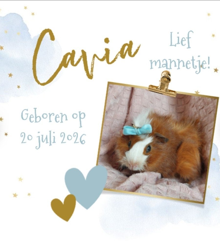 Lieve, Super tamme jonge cavia, beertje, Dieren en Toebehoren, Cavia, Mannelijk, Juli, Tam