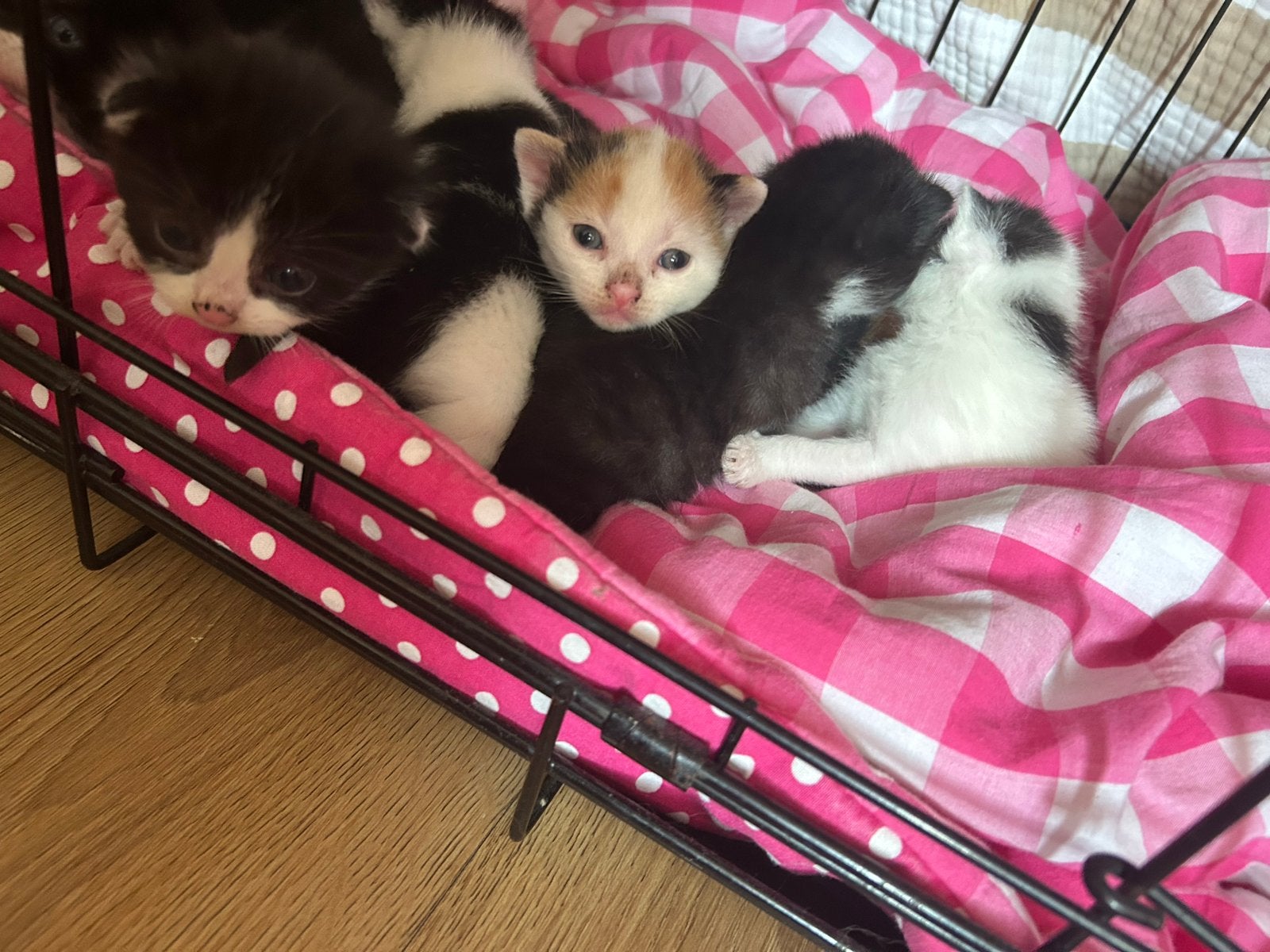 Kittens, Dieren en Toebehoren, Katten en Kittens | Overige Katten, Meerdere dieren