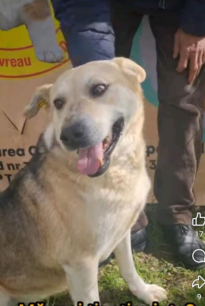 Lieve Joella,  wacht al drie jaar op adoptie!, Dieren en Toebehoren, Honden | Niet-rashonden, 6 jaar of ouder, Teef, Eén hond